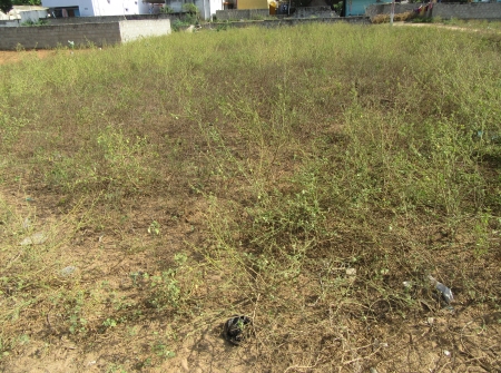 1) 40 Ankanams Residential Land for Sale in Vidyanagar Non Teaching Colony Tirupati.JPG